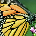 Art - Wonderful Butterfly